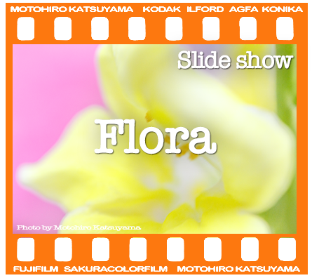 Flora